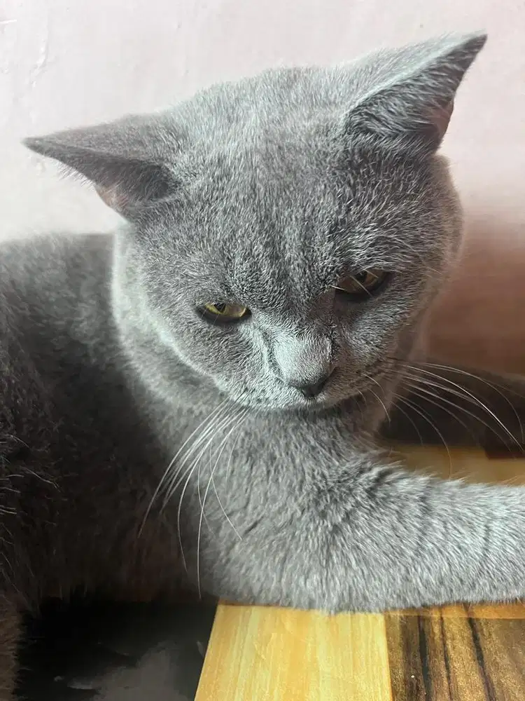 Kucing British Shorthair