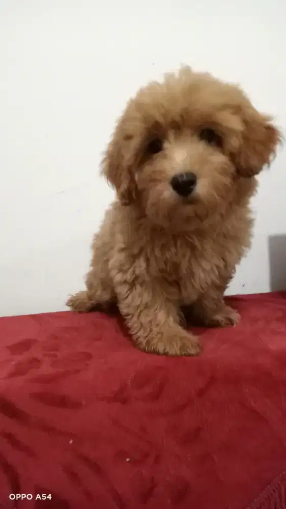 Maltese Poodle (Maltipoo)