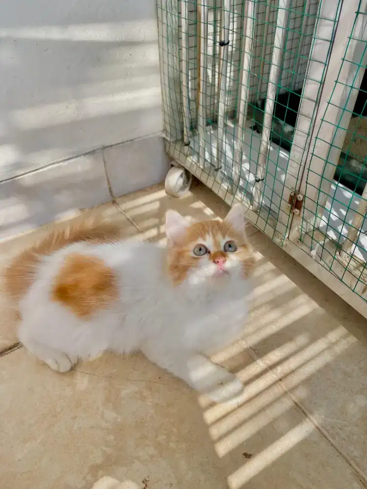 Kucing Persia Bigbone 3 bulan