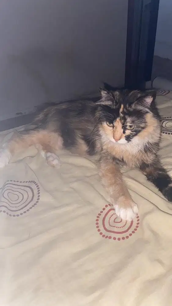 Kucing permed calico betina