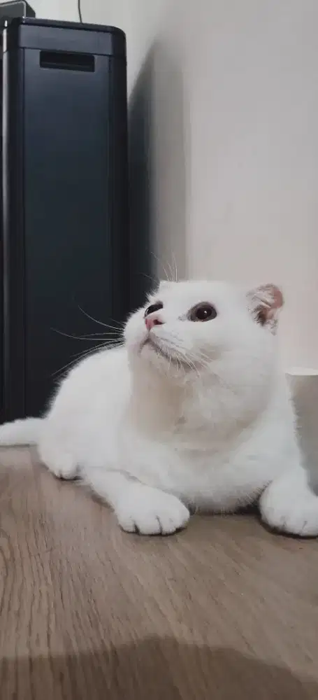 Lepas Adopt Scottish Fold Jantan