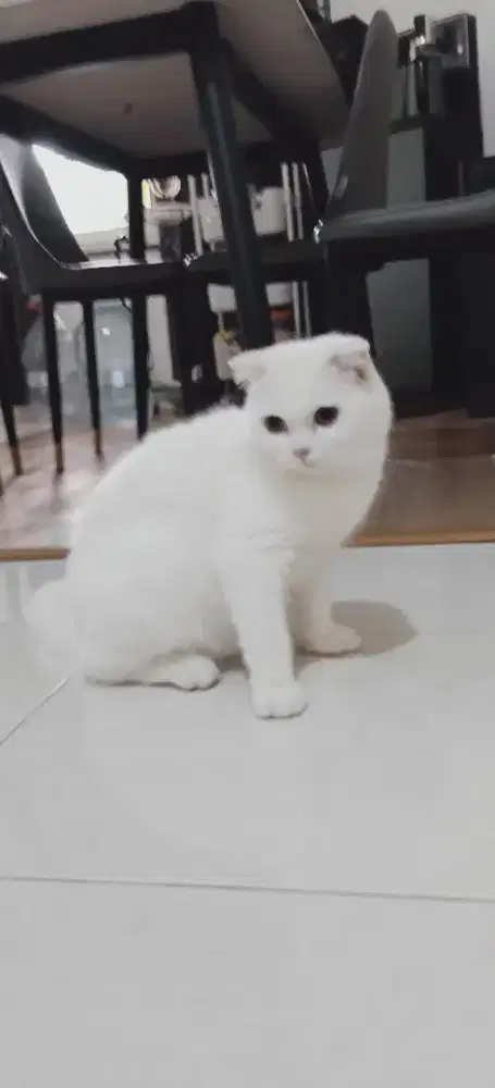 Lepas Adopt Scottish Fold Jantan