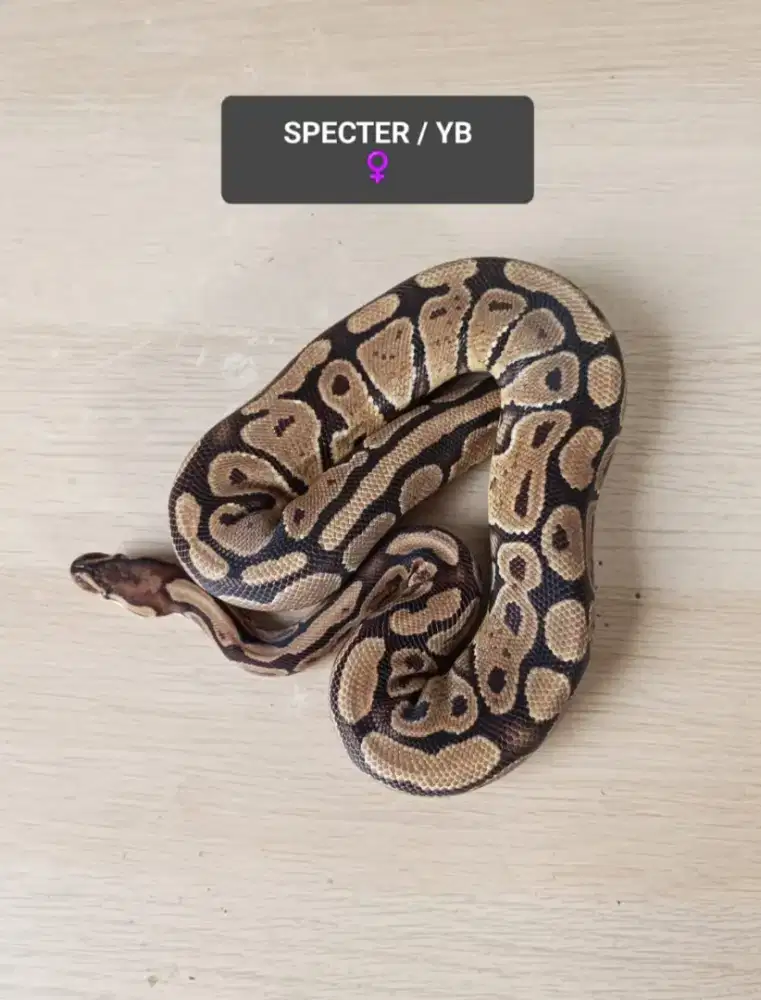 BallPython super sehat