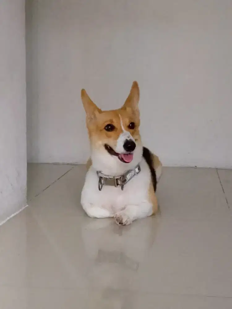 Anjing corgy cewek.blm prnah kawin msih perawan
