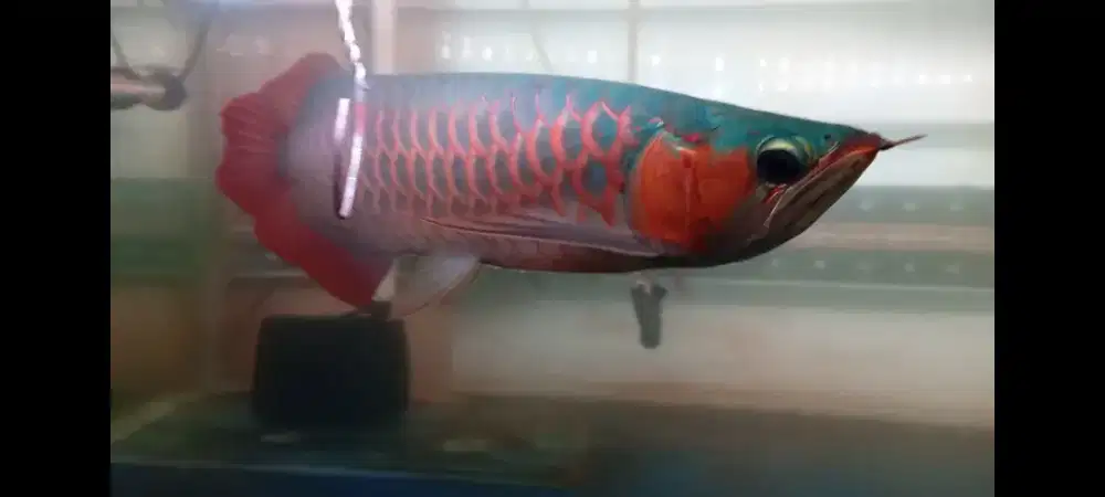 ARWANA SUPER RED BLUE BASE