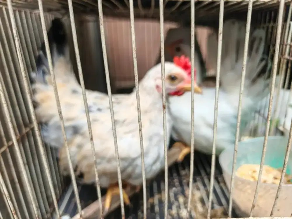 Ayam Kate Sepasang Silangan Blacktail