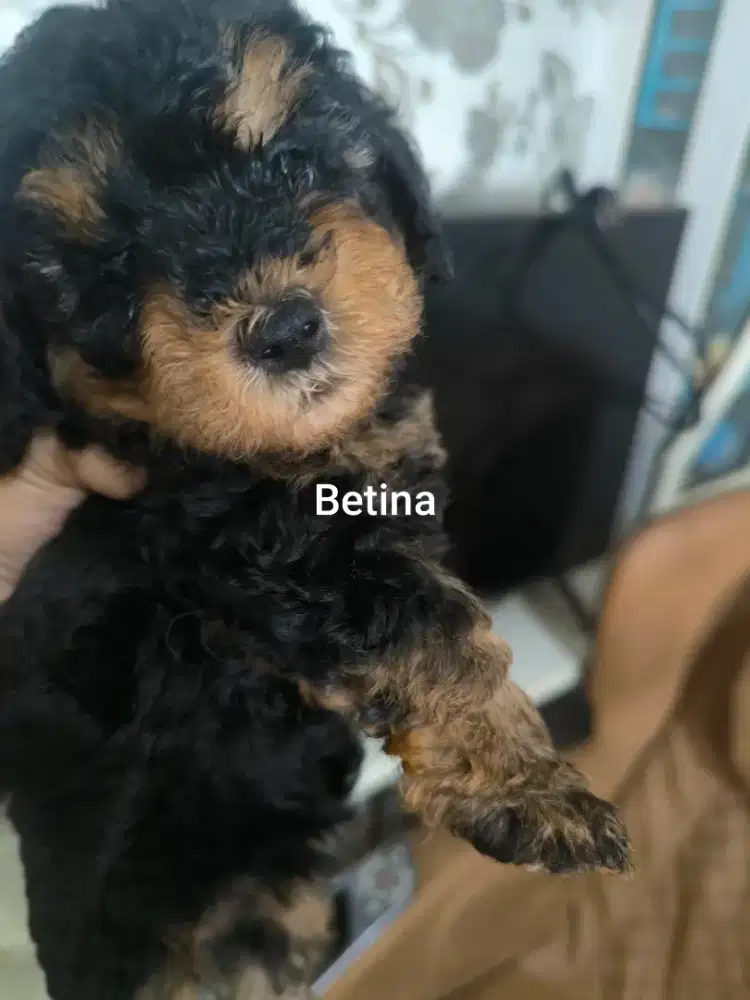 Di adopsi anak anjing asli poodle