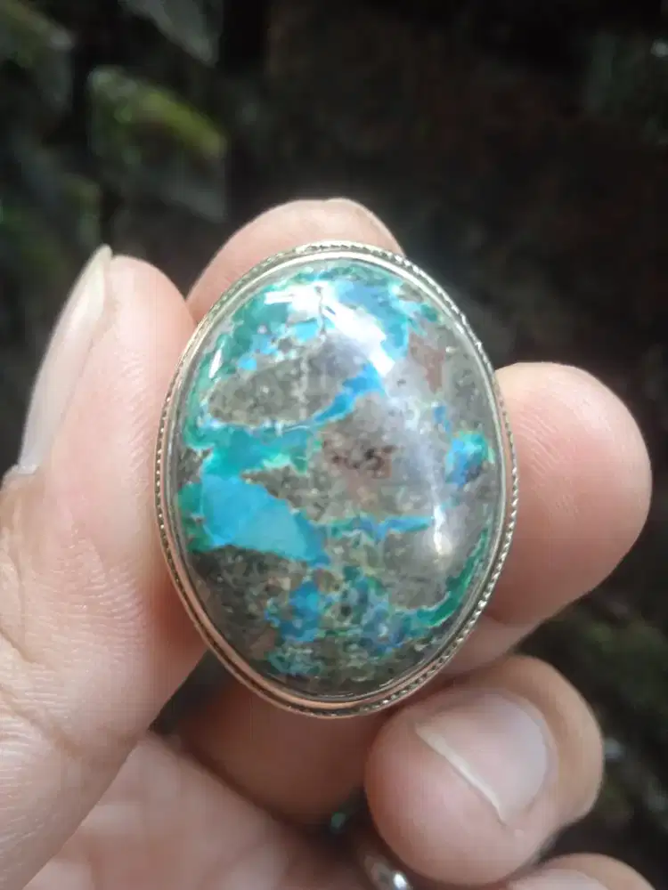 Pirus badar perak jumbo