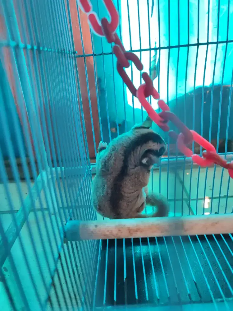 SUGAR GLIDER beserta kandangnya