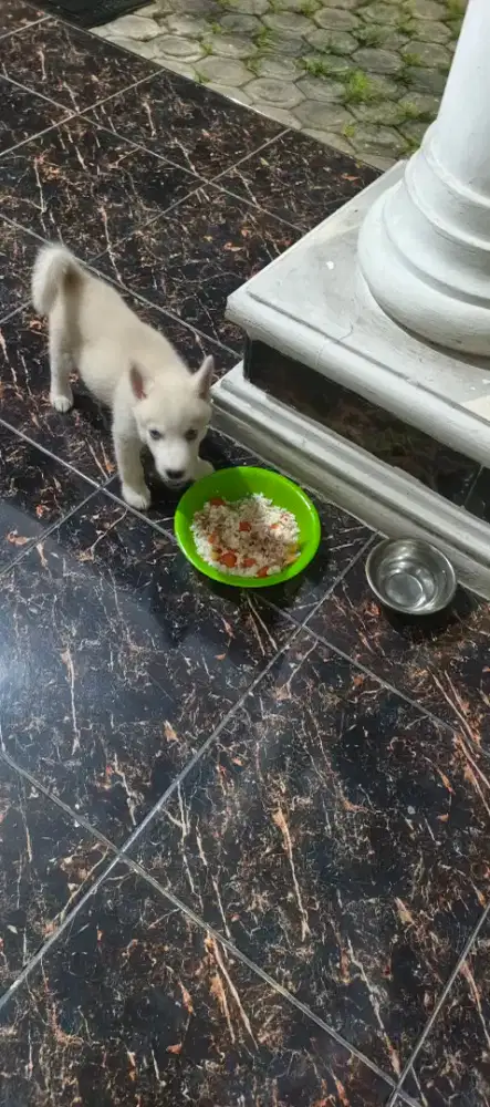 OPEN ADOPSI ANJING SIBERIAN HUSKY ASLI 3 BULAN Medan