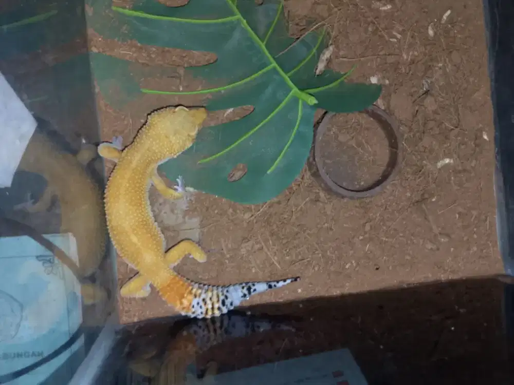 Leopard Gecko minus