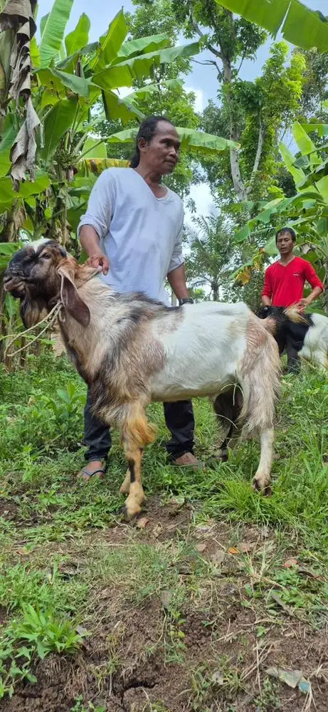 KAMBING & SAPI QURBAN MURAH SEPATAN 2,4jt