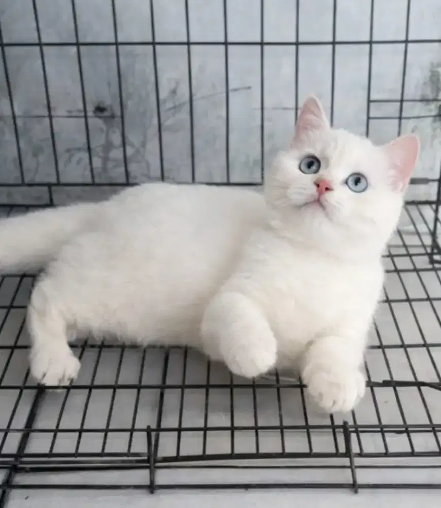 British shorthair cream point betina