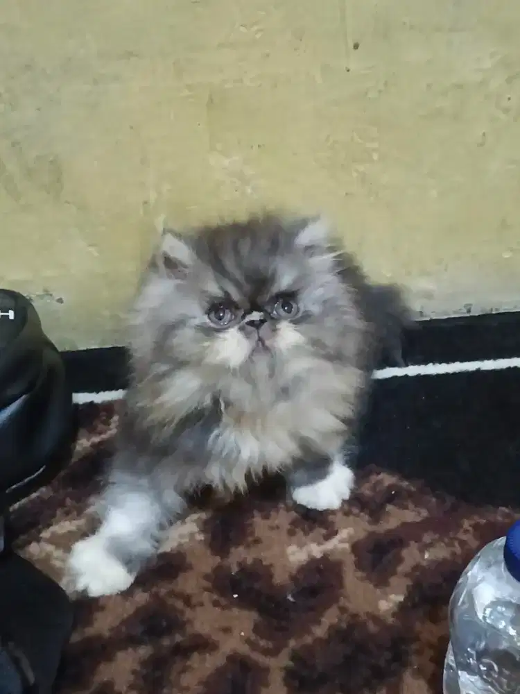 Kucing Persia Peaknose Betina