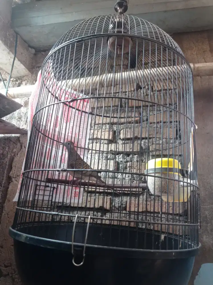 Perkutut lokal katuranggan