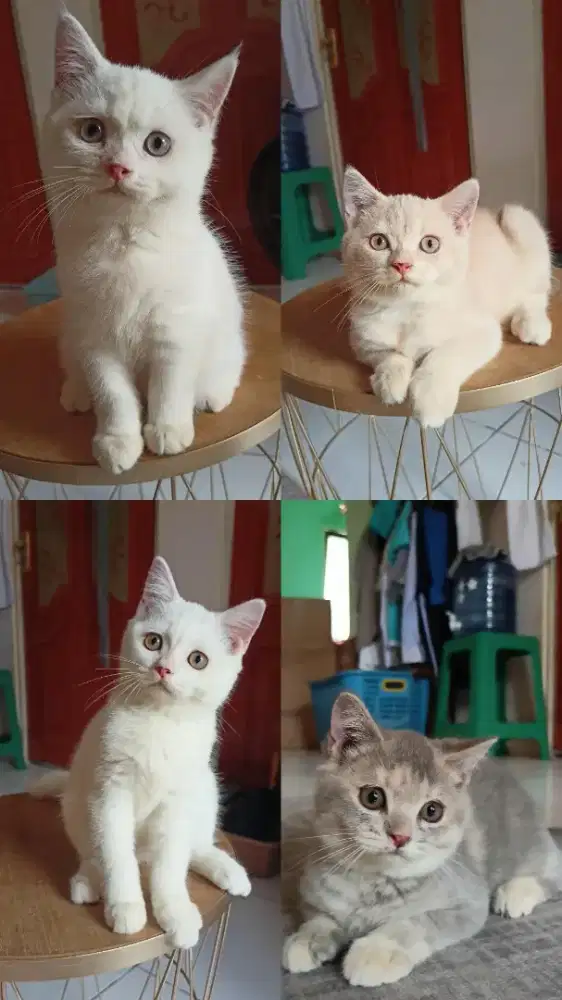 Kucing British Short Hair Ada jantan dan betina