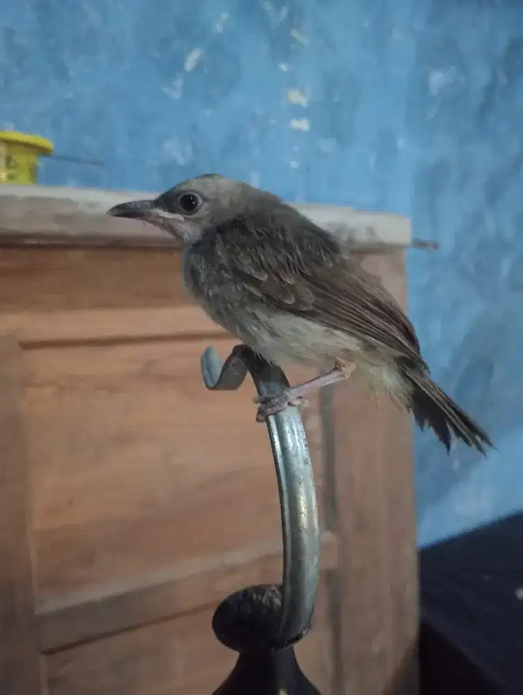Burung trucukan jantan