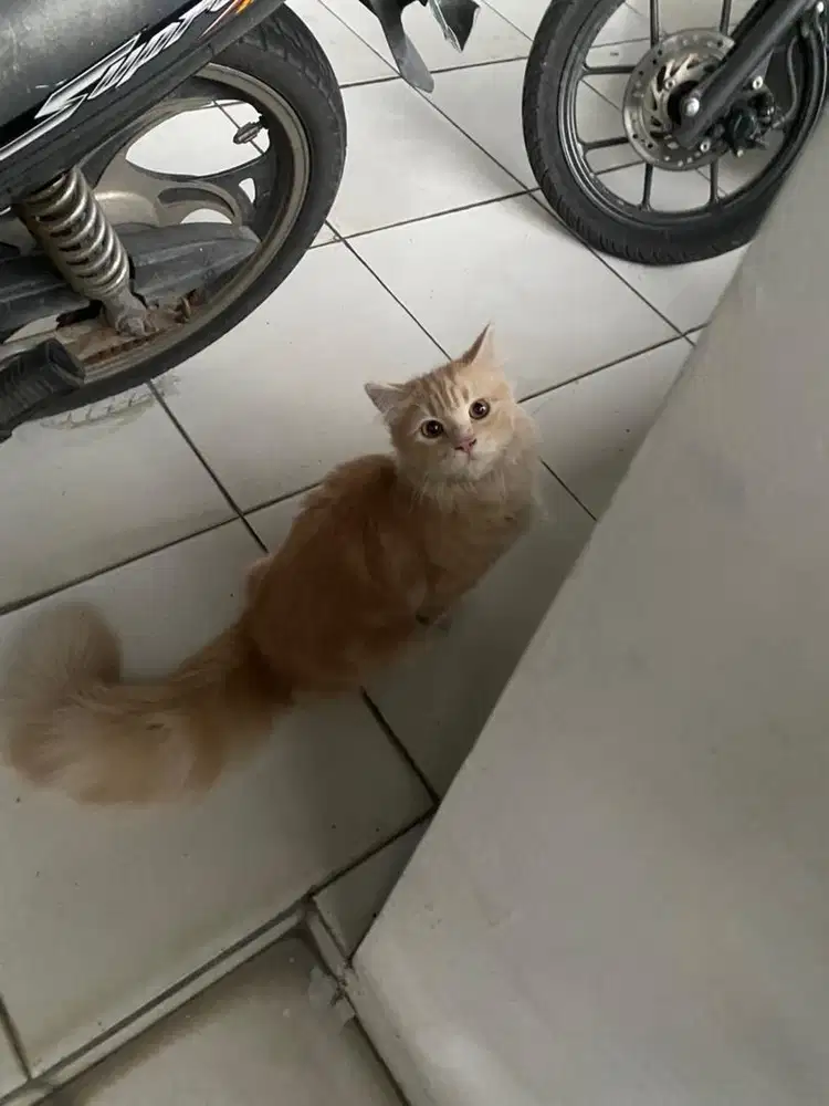 Kucing Persia umur 6+ bulan