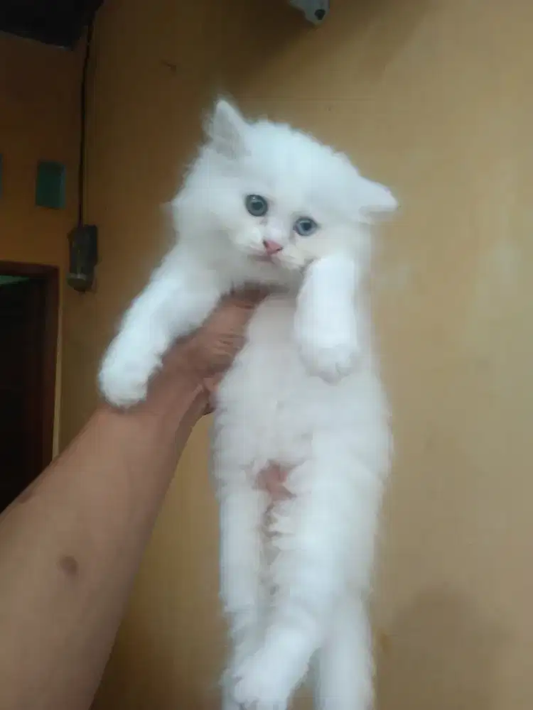Persia longhair 2 bulan betina