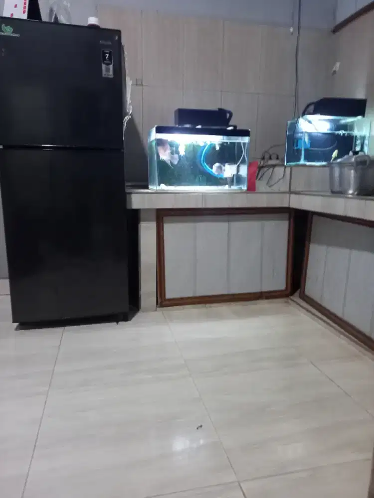 Ikan louhan kanfa sepasang siap breeding