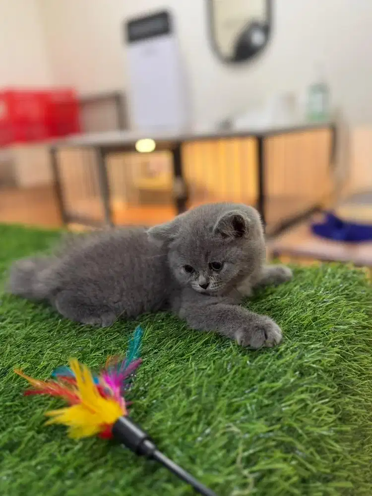 British Short Hair (Bsh)