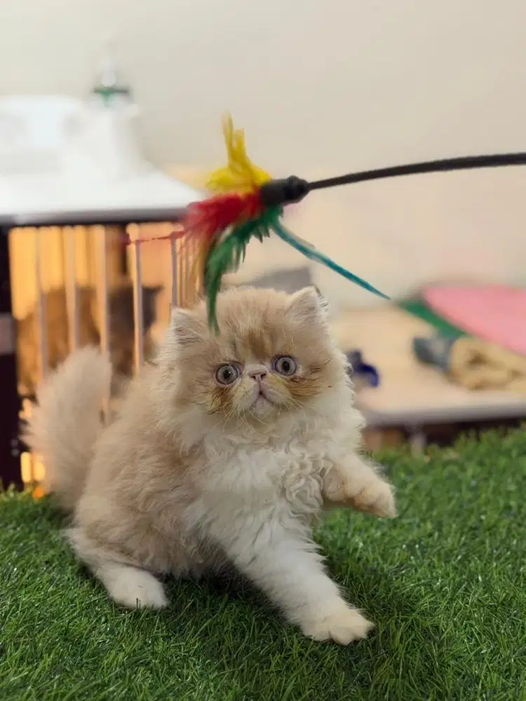 Kucing Peaknose