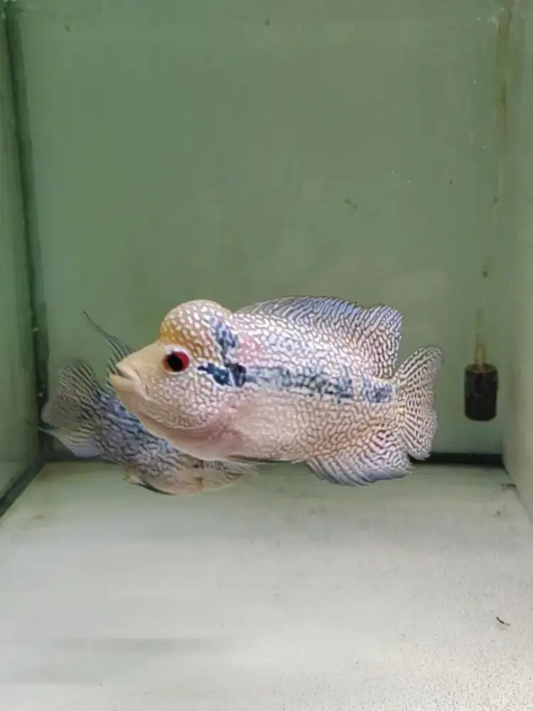 ikan lohan cencu 10cm full marking mutiara louhan cencu cilnong kamfa