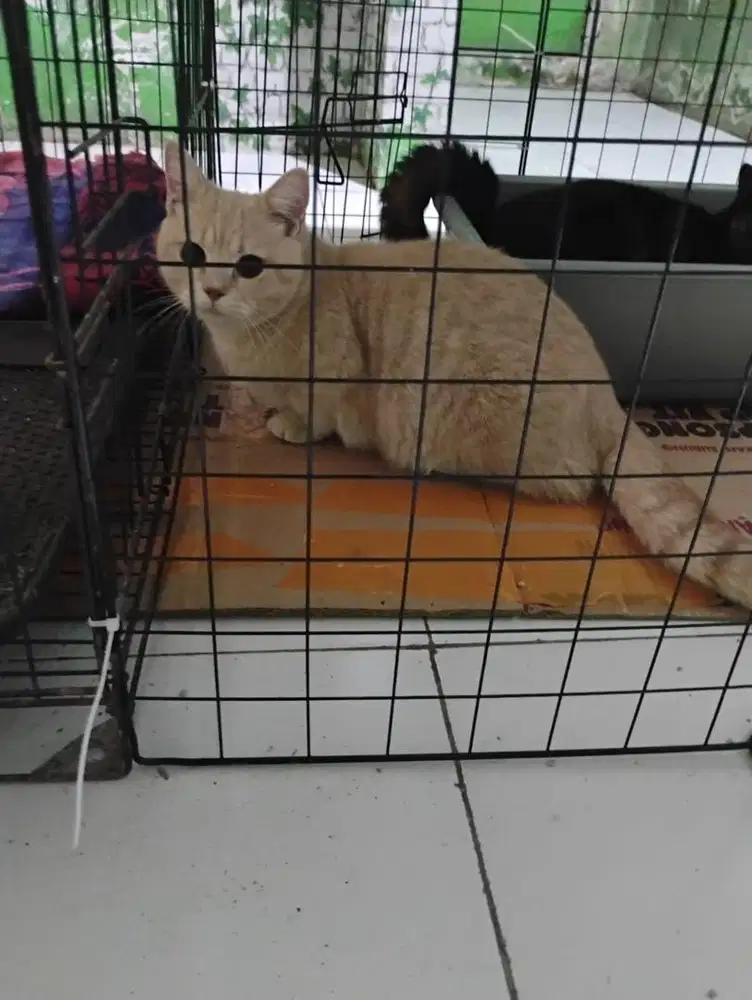 Munchkin bsh jantan