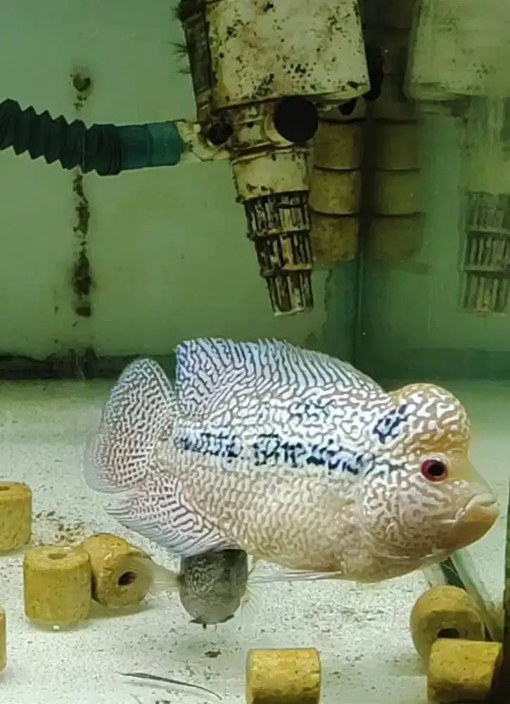 ikan lohan cencu 13cm full marking full mutiara louhan cencu cilnong