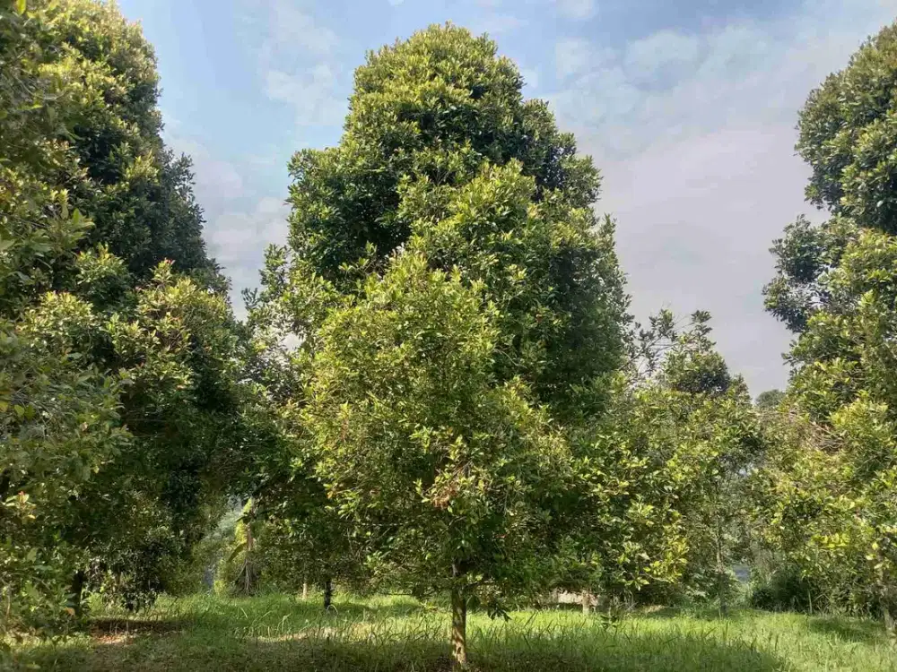 DI JUAL LAHAN TANAH DAN POHON CENGKEH DI MEGA MENDUNG BOGOR