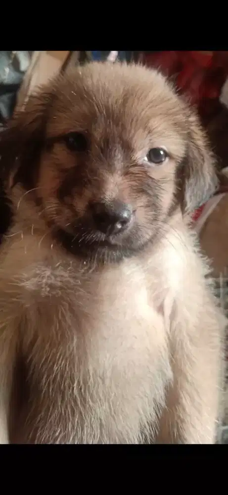 Anak anjing lucu dan penurut