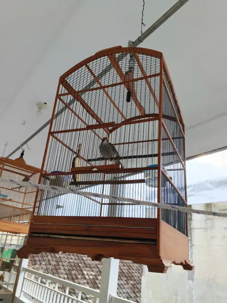 Bismillah, jual burung cucak rawa