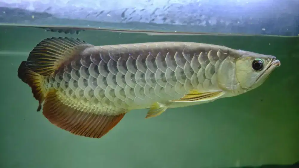 Ikan arwana arowana golden red blue base