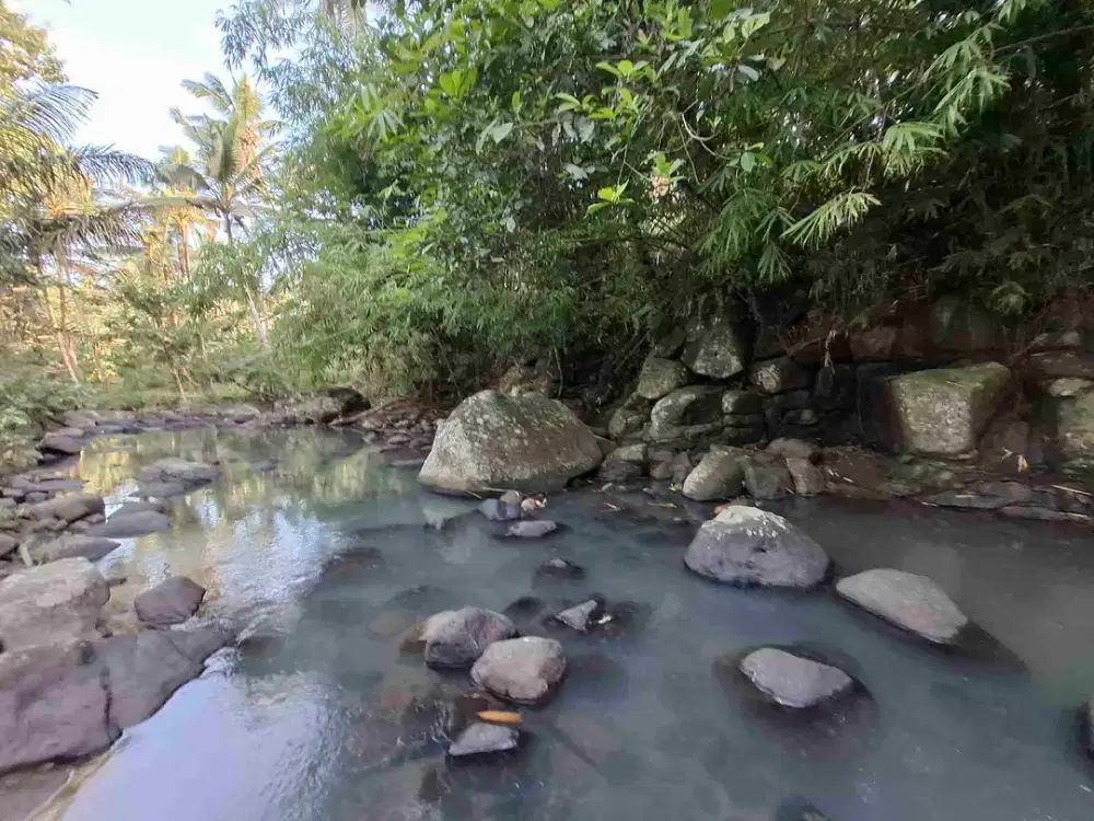 Tanah kebun los sungai jernih berisi banyak pohon kakau dan pohon kelapa