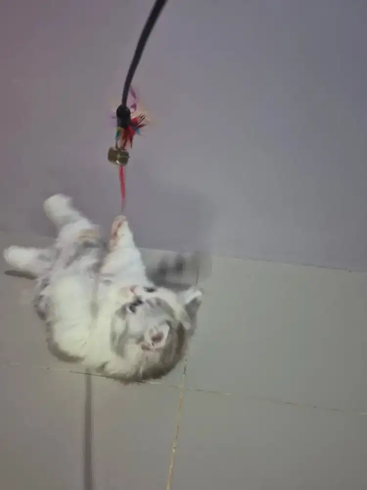 Kitten munchkin betina dilute calico 2 bulan