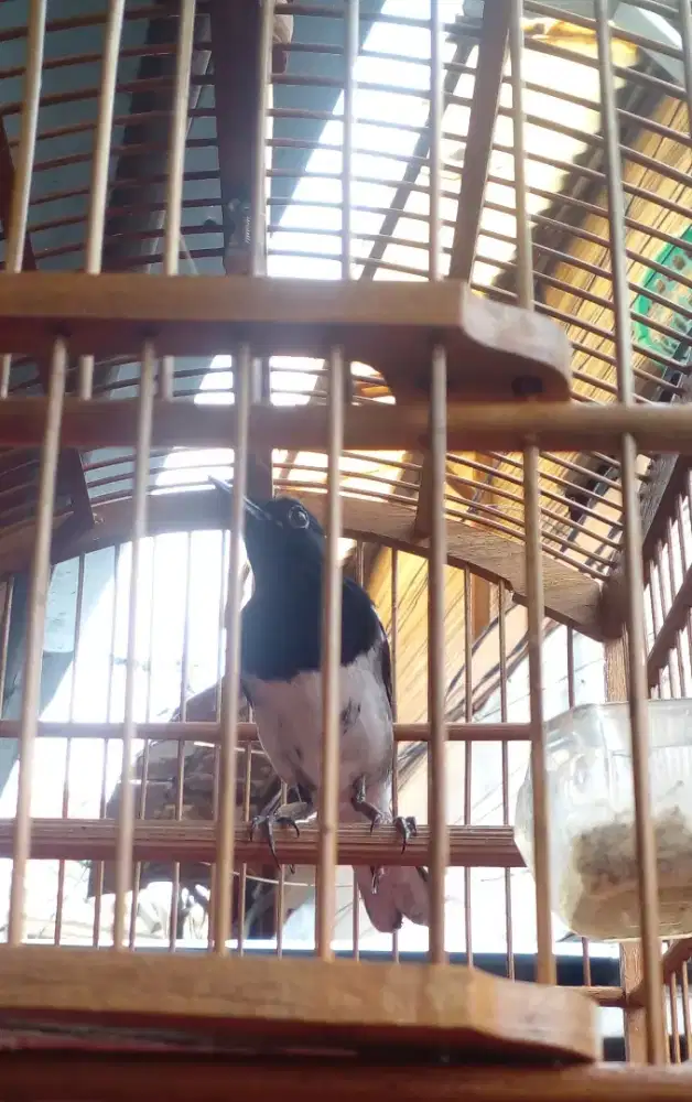 Burung kacer mapan deker tt kenari suren murai trotol  burja