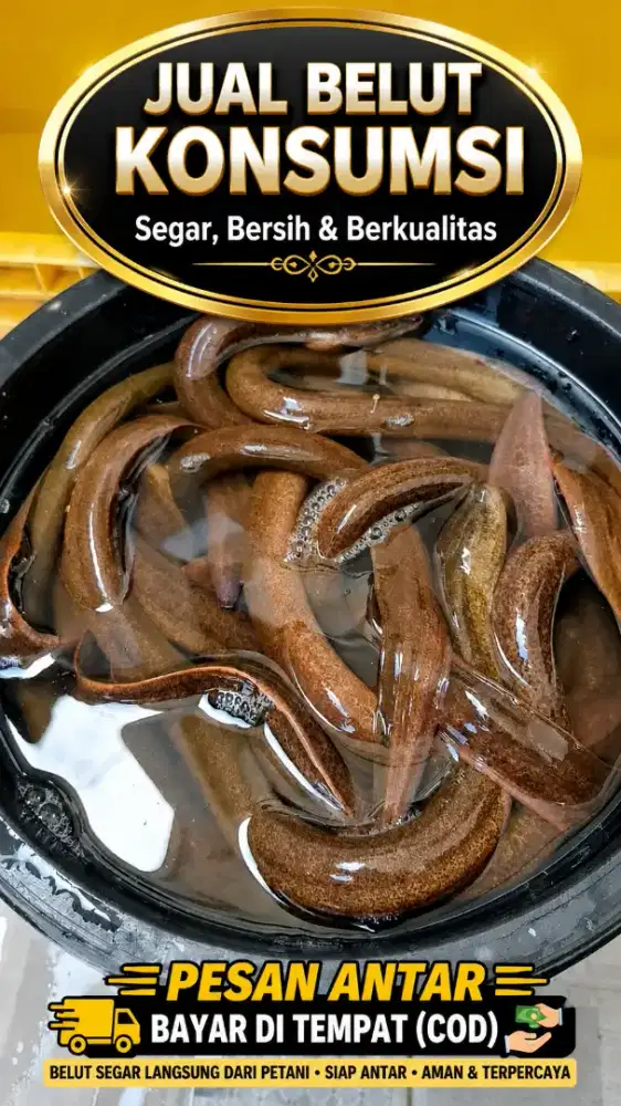 Makanan bergizi belut Konsumsi