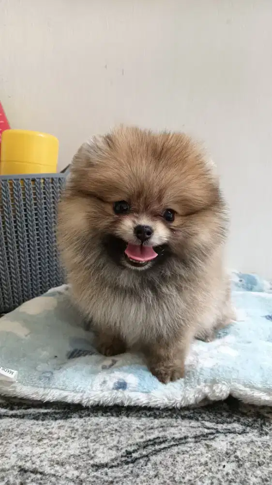 Anakan Minipom Pomeranian puppy usia 8week