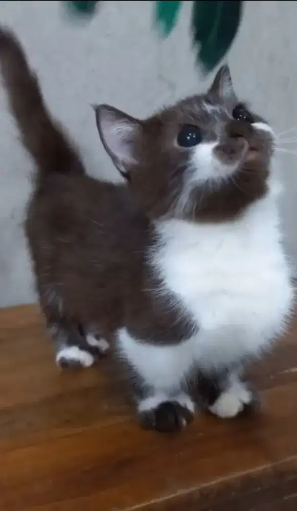 Kitten bsh munchkin  bicolor choco
