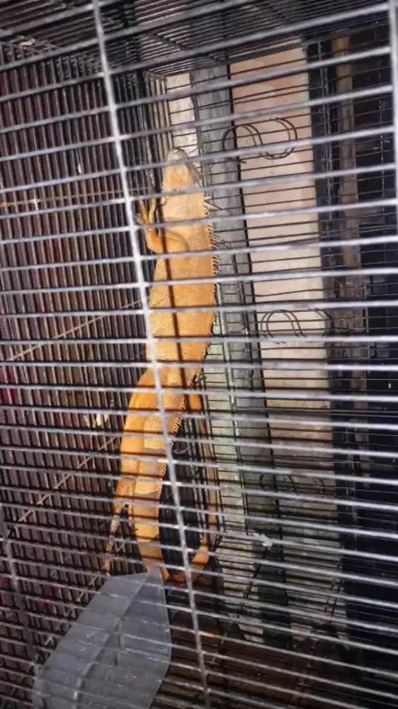 Iguana red hypo betina