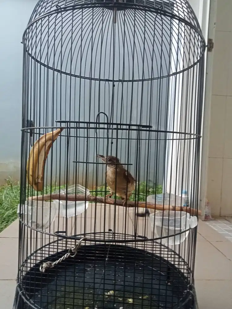 Burung Kapas tembak Jantan sehat full shet