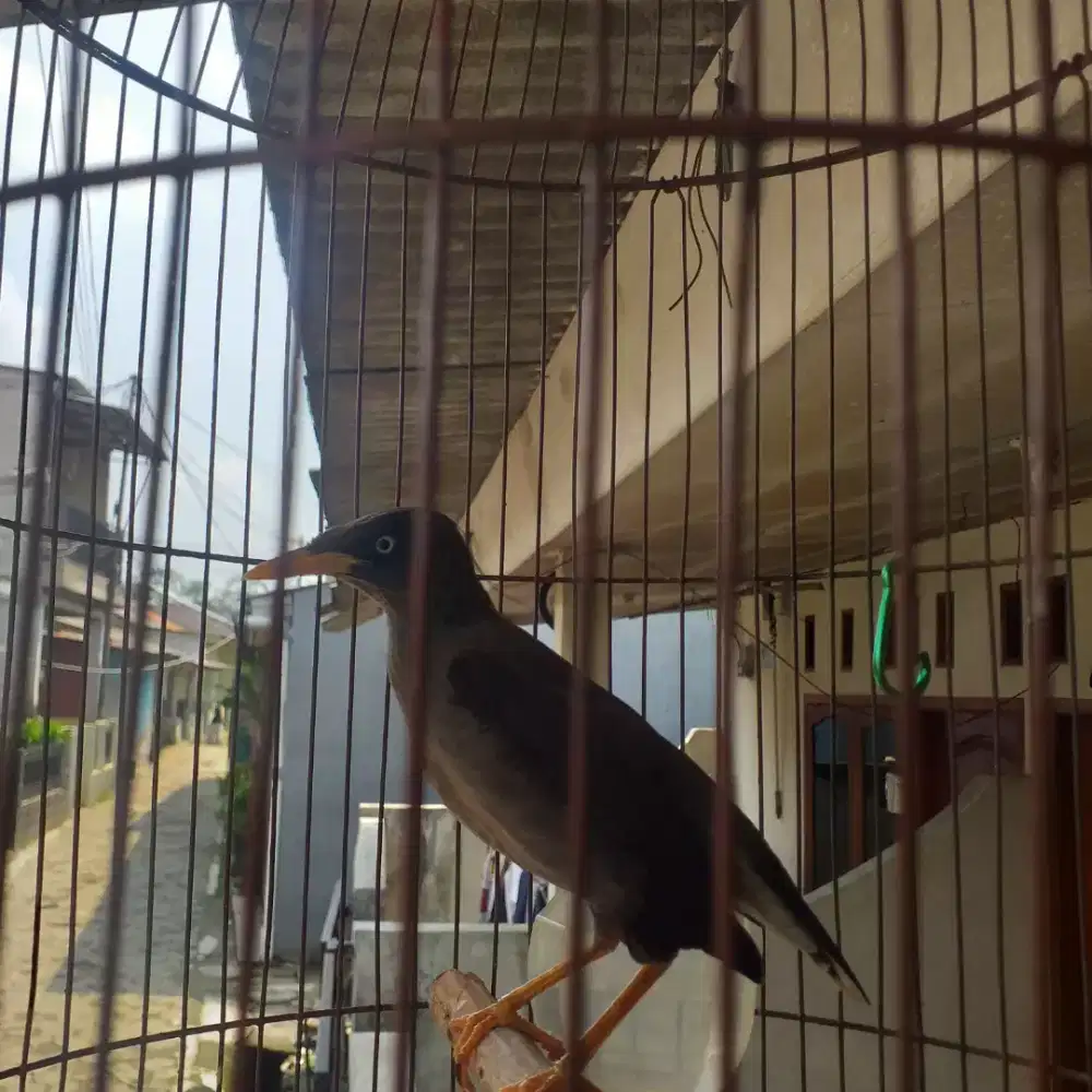 Jalak kebo mata putih