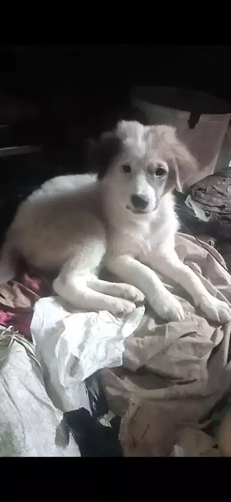 Jual Anak anjing lucu pintar