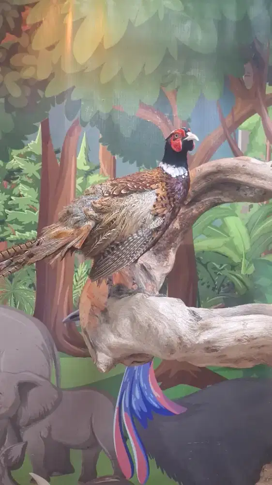 Ring neck Pheasant indukan sepasang