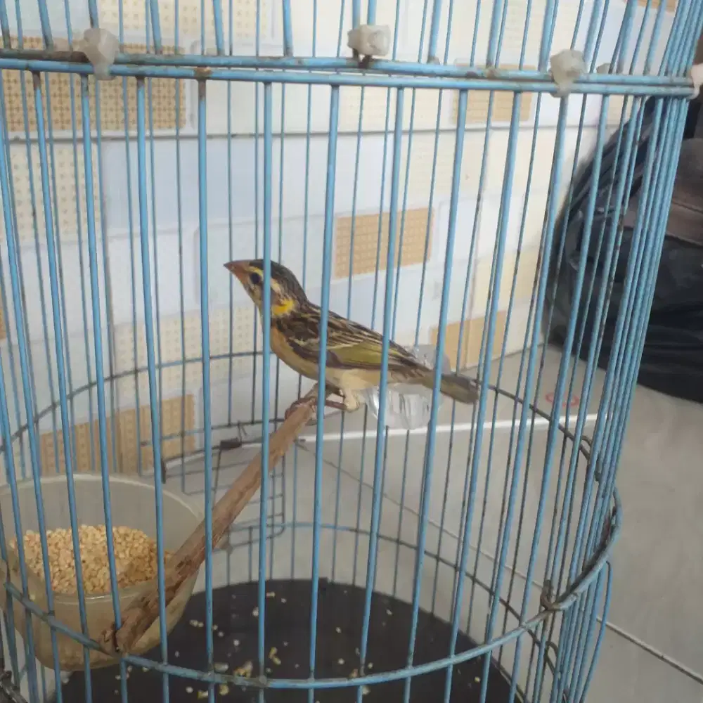 Burung manyar fulset