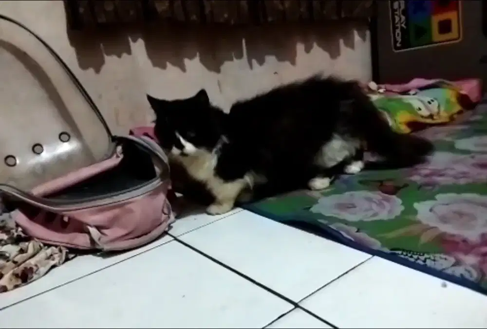 Kucing muchkin.