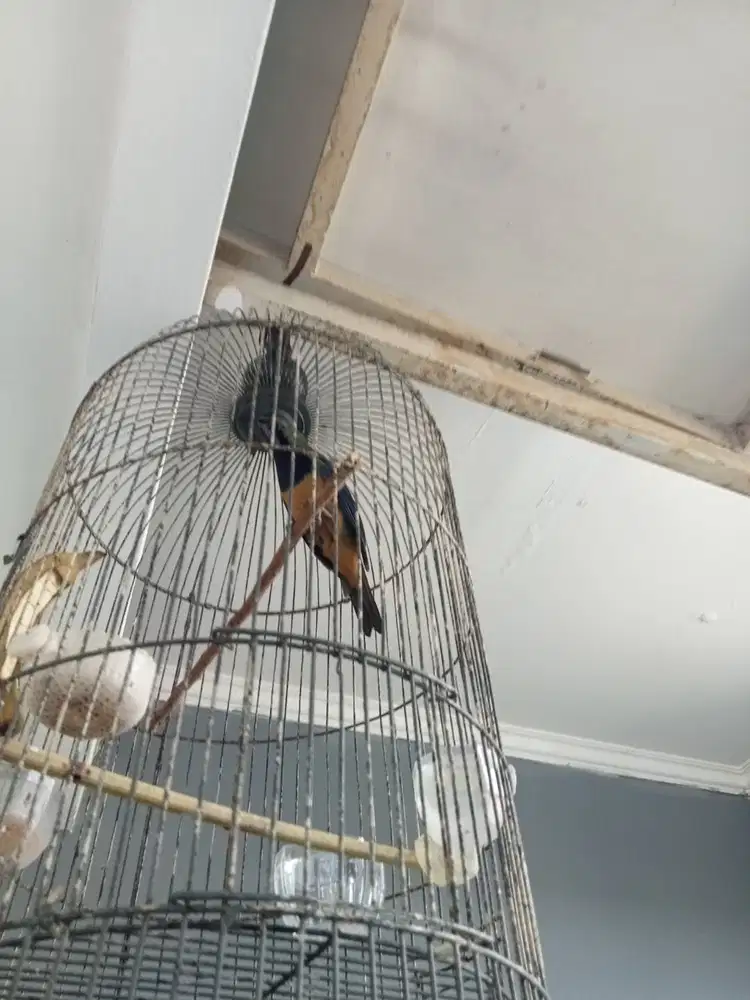 Burung Cucak Cungkok full shet