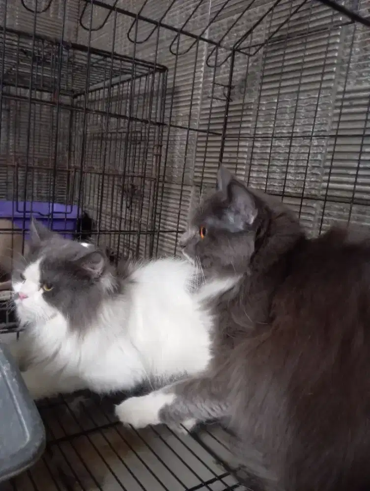 Kucing sepasang persia flatnose
