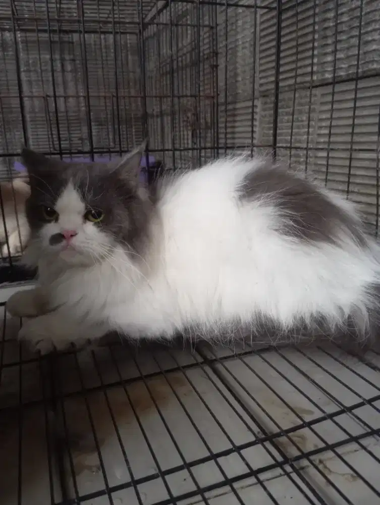 Kucing persia flatnose sepasang