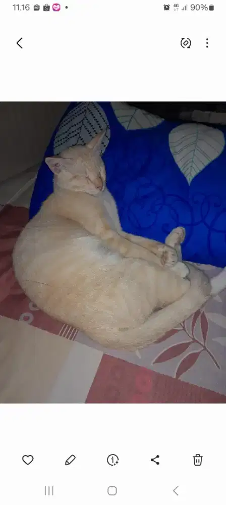 Hibah kucing mix jantan gemoy